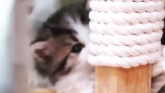 Cute cat ever 2021 cute cat video