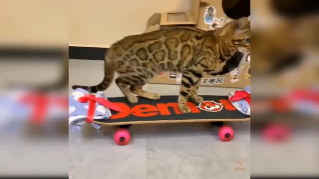 Cat funny skateboard video