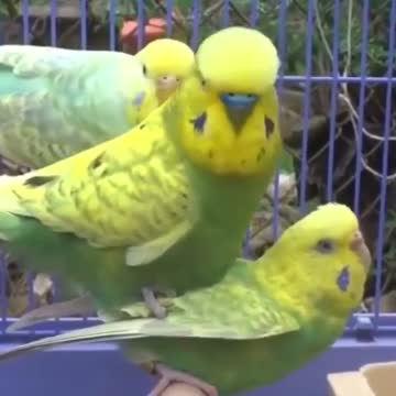 Mating a group of lovebirds, very fun