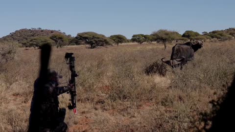 African Buffalo at 10 steps