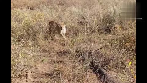Big cat Attack 🐯😵‍💫🤭🥵💤#shorts#rumble#cat attack