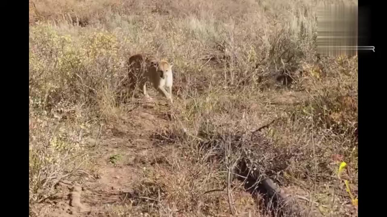 Big cat Attack 🐯😵💫🤭🥵💤#shorts#rumble#cat attack