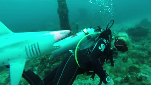 The most insane shark attack