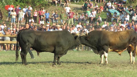 Mrkonja od Tubića vs Ruško od Jukića Kruščica 2024