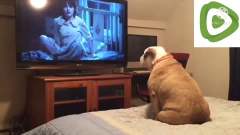 Dog watching movie