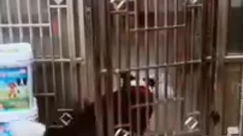 Funny Dog Videos Creative Commons