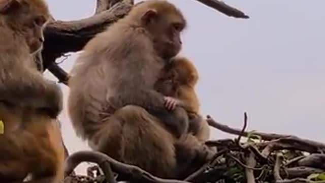 Funny Try don't laugh ! Some monkey funny
