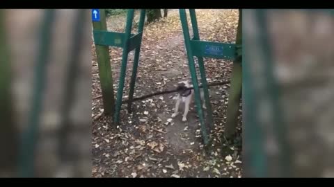 Funny cat videos ever 😺😍