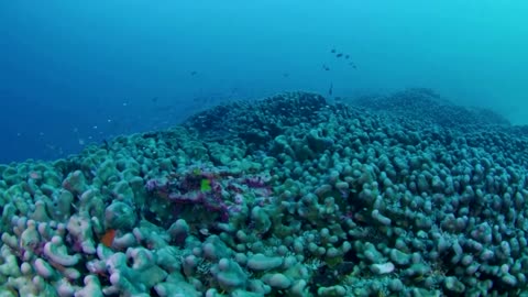 Scientists discover world's largest coral in Solomon Islands