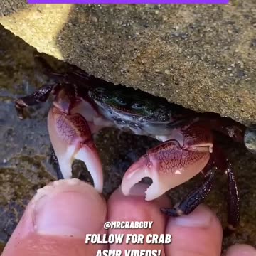 CRAB pedicure ASMR sounds! 😱✨🦀 #shorts #crabs #asmr #pedicure