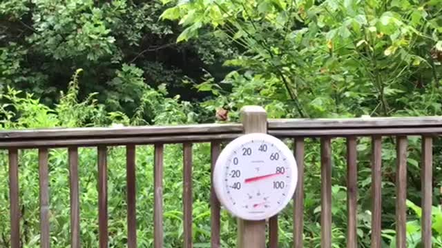 Young Wren Waiting For Mom