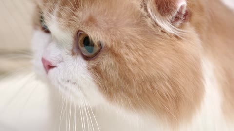 Most cutest cat