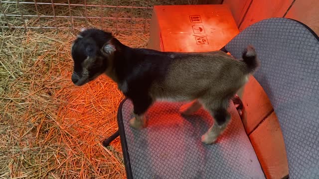 Baby GOATS Hanging Out A 03.2022