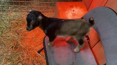 Baby Goats Hanging Out A 03.2022