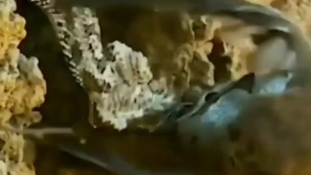 bird escapes from snake ambush