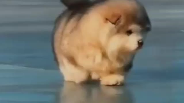 Cute dog video compilation#5 | Mukul Parkash
