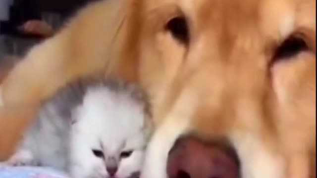 Cute baby kitty and dog sleeping together Cuteness overload