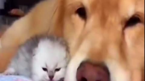 Cute baby kitty and dog sleeping together Cuteness overload