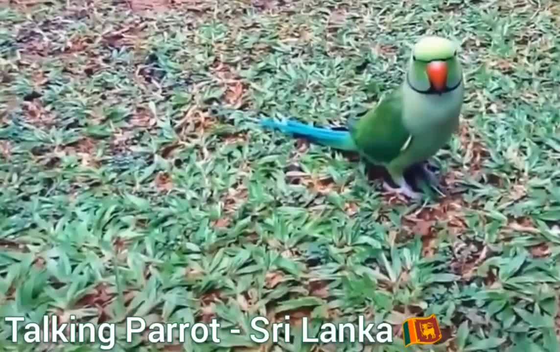 Talking Parrot