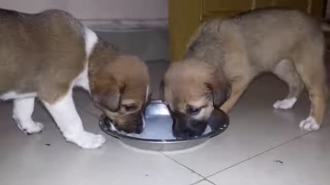 Cute Lovely Puppies Feed