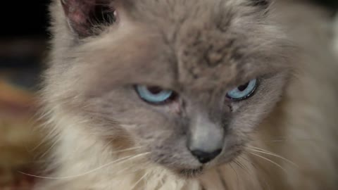The portrait of Siamese Cat with blue eyes