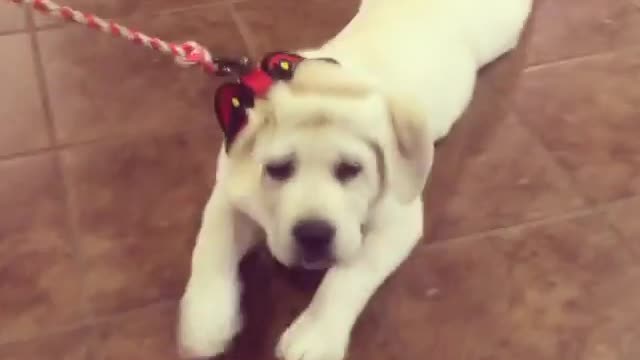 Exhausted Puppy Crawls On Belly During Walk