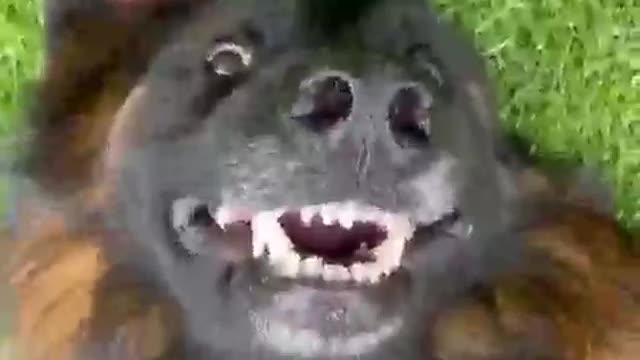 Funny video