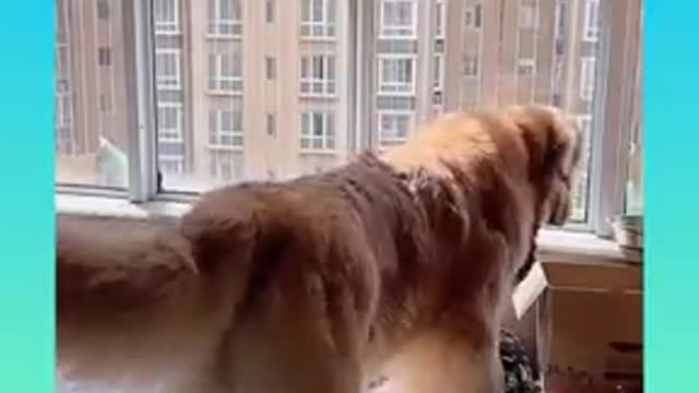 Smart dog 🐕 video shows