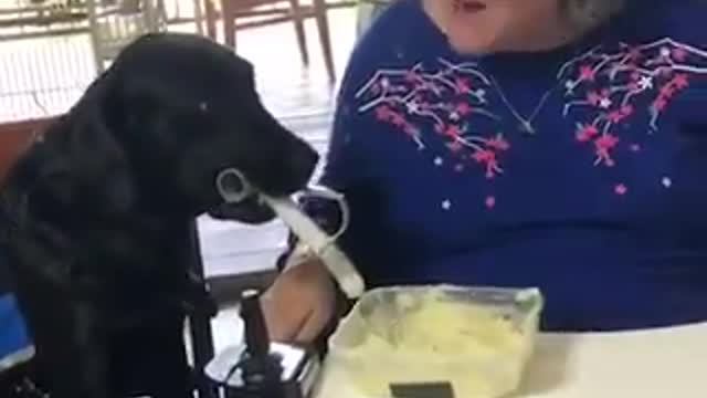 cachorro ajudando sua dona idosa