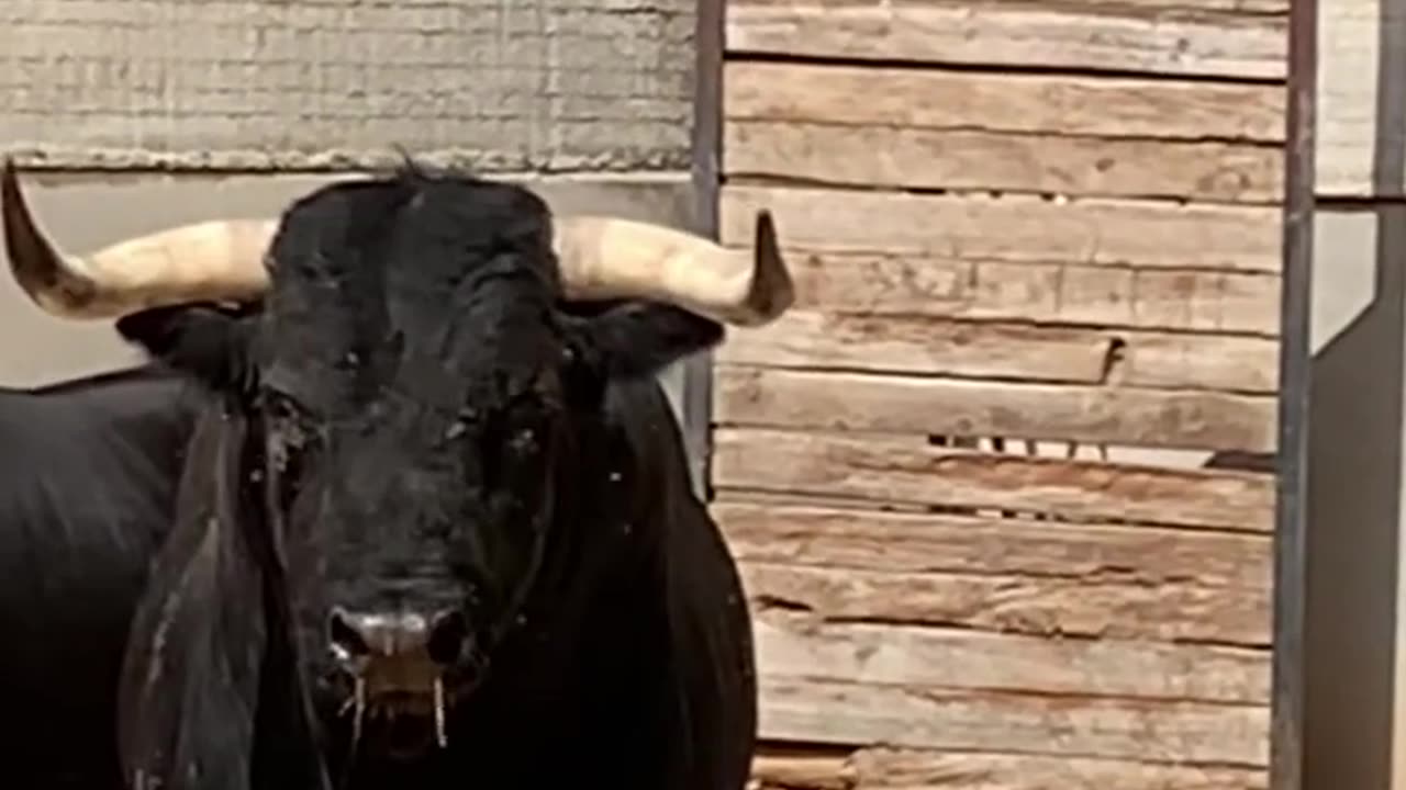 ✅ ESTE TORO NO SE FÍA MUCHO DEL CÁMARA-- _campo _toro _torobravo _bous