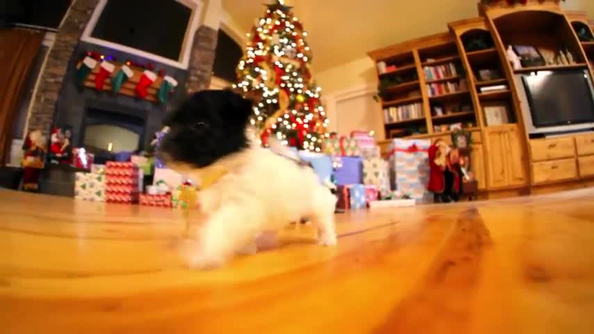 PUPPY CHRISTMAS