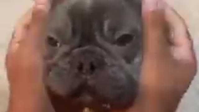 Cute And Funny Dog Videos Compilation.