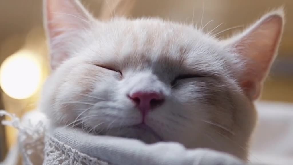 FunnyPetsToday,Funny Cat You Might Never See Before, part108