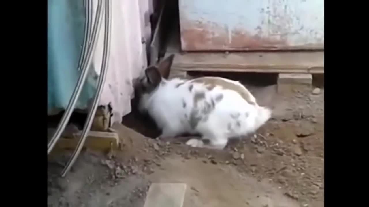 Rabbit & Cat Friendship