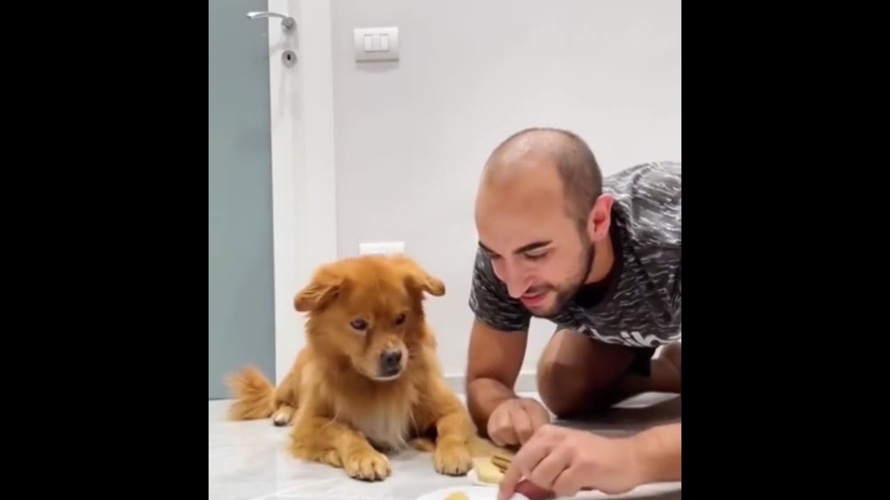 Cute and funny dog, viral video , funny and cute animal