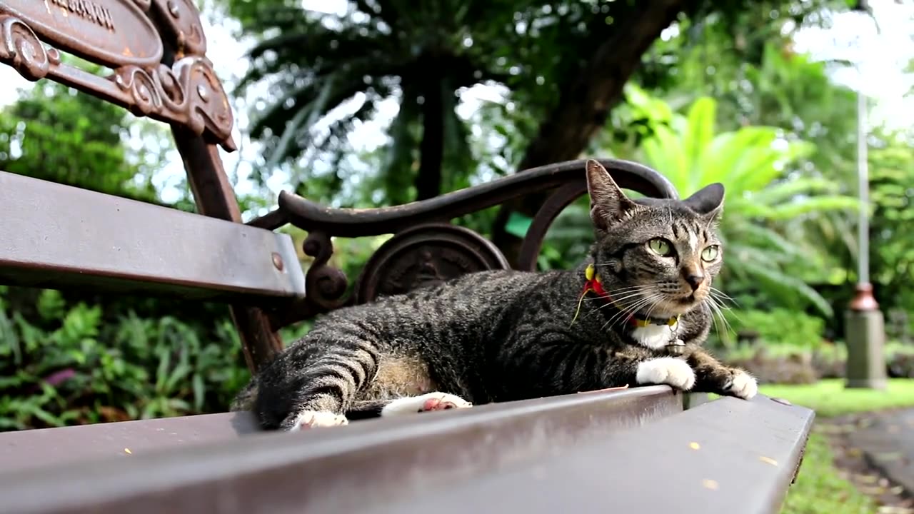 Cute cat sitting in a park bench looking for its bestie