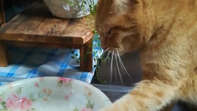 Cat drinking water by hand