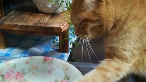 Cat drinking water by hand