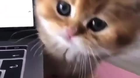 😻 Play with me hooman 😘🧡