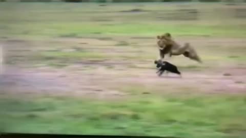 Lion vs Hyena