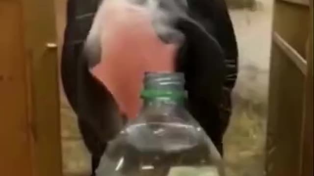 05.🐦🦜 Funny Animals - Thieving Birds -