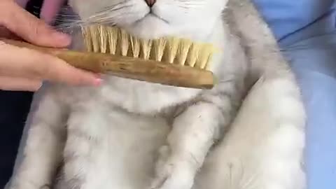 #cat #cats#cat #cute #kitten #pets #meow #videos #shorts #dog