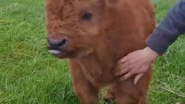 Highland Calf Being Petted