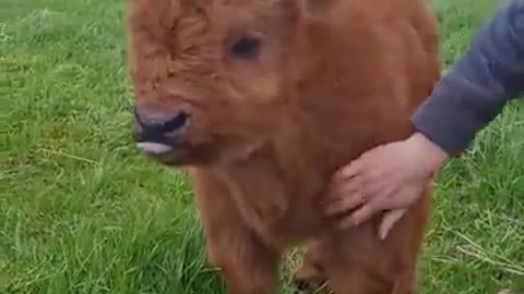 Highland Calf Being Petted