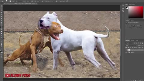 Pitbull vs dog agentino