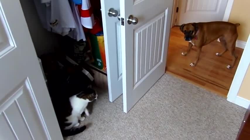 Boxer versus Ninja Cat