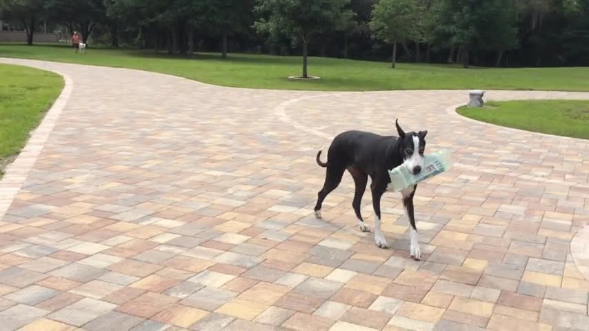 Hard-working Great Dane helps deliver the newspaper