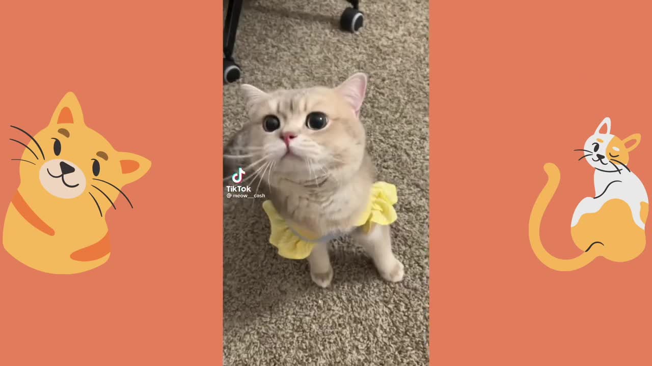 best cat memes compilation video