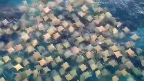 A group of rays swimming