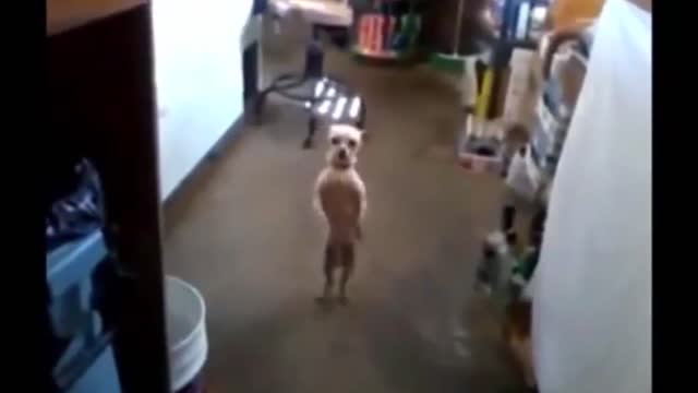 ×Dog Dancing - Try not to laugh - Droll Dogs #shorts